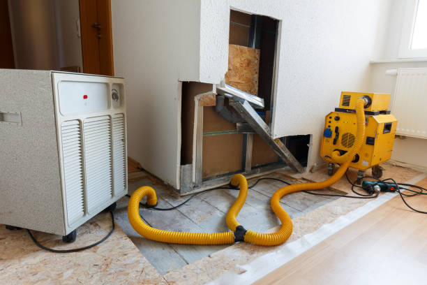 Best Basement Mold Removal  in Sistersville, WV