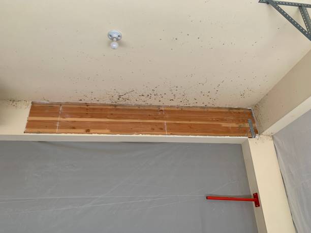 Best Forensic Mold Investigation  in Sistersville, WV