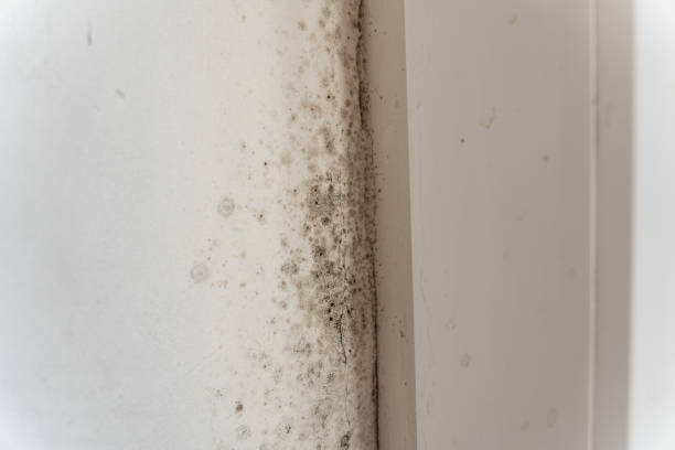 Best Emergency Mold Remediation  in Sistersville, WV